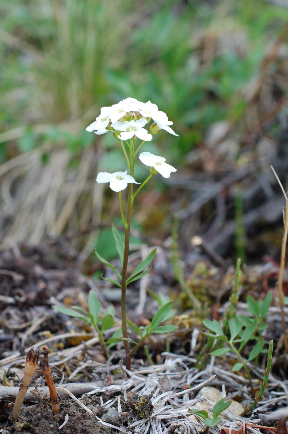 Изображение особи Cardamine blaisdellii.