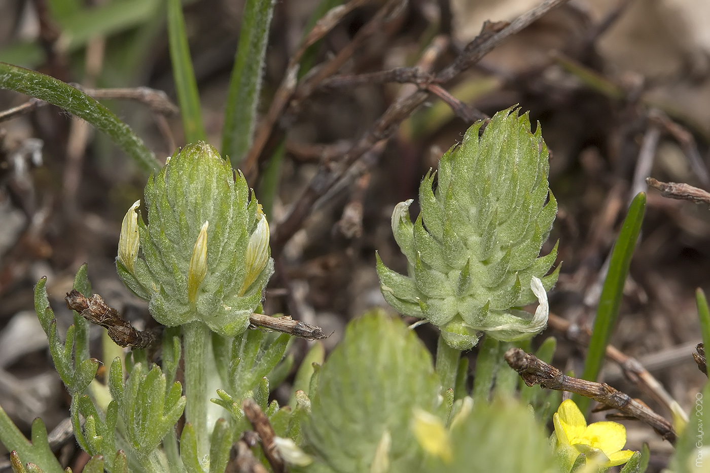 Image of Ceratocephala falcata specimen.