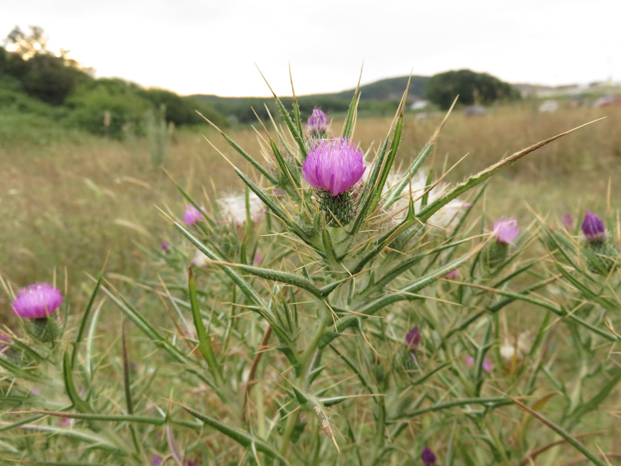 Изображение особи Cirsium italicum.