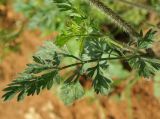 genus Daucus