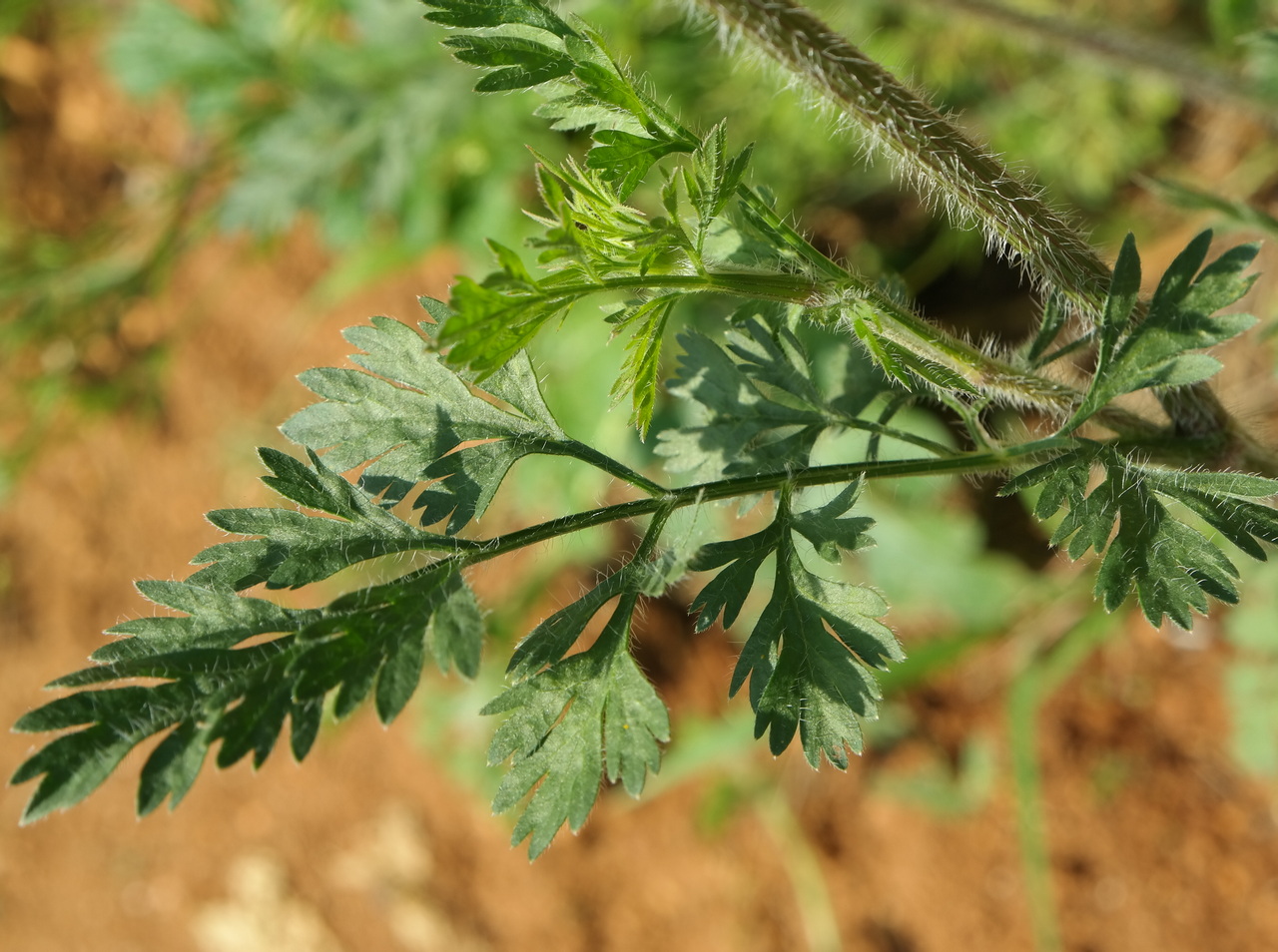 Изображение особи род Daucus.