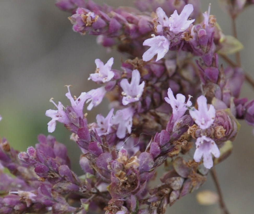 Image of genus Origanum specimen.