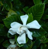 Gardenia jasminoides