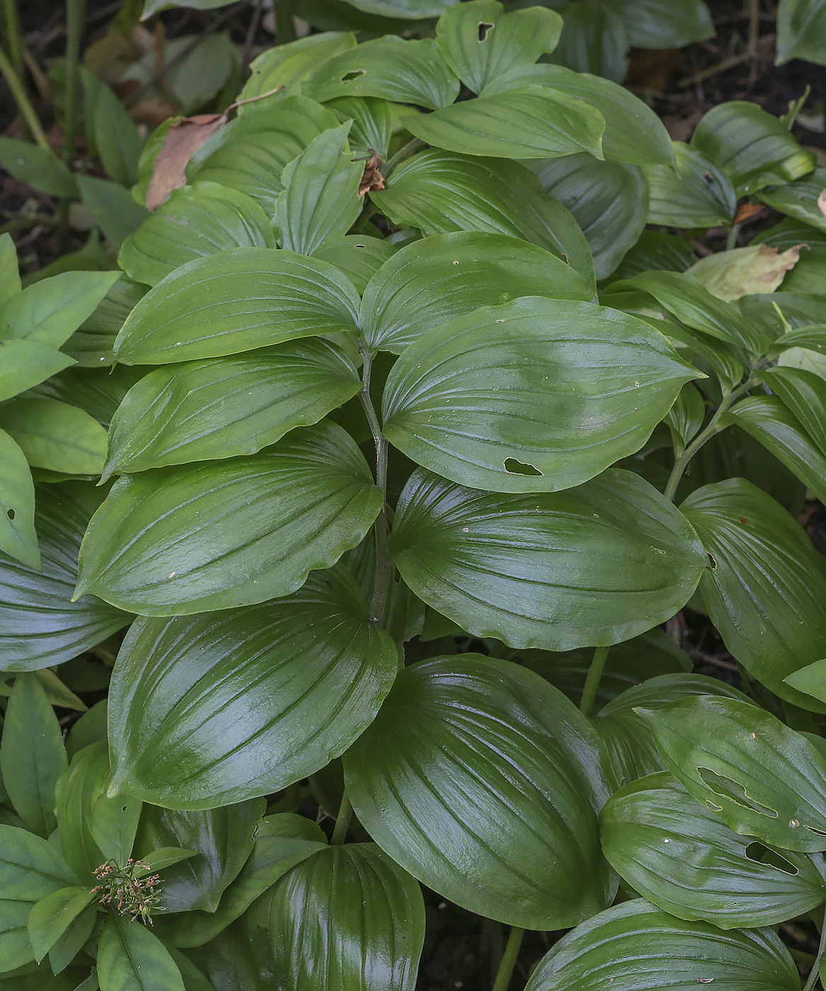 Image of genus Polygonatum specimen.