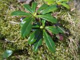 Chimaphila umbellata