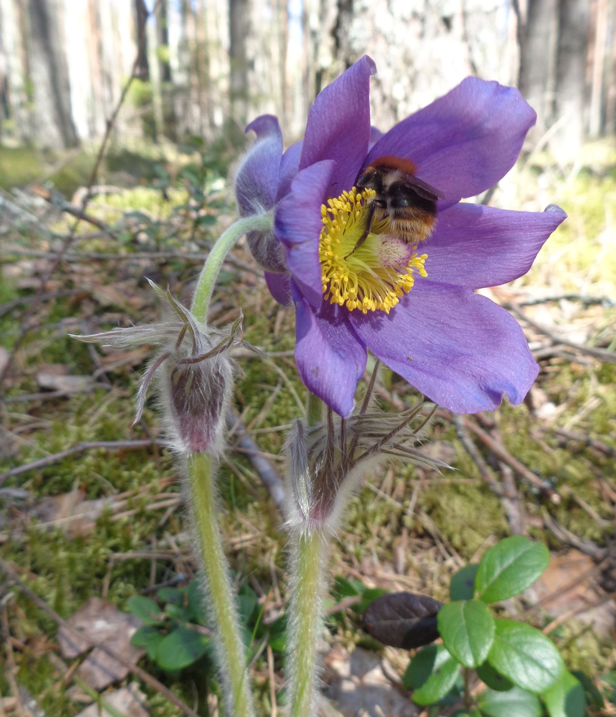 Изображение особи Pulsatilla patens.