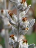 Artemisia stelleriana. Завязавшиеся плоды в средней части побега. Приморский край, Ольгинский р-н, 6 км Ю-В с. Милоградово, бух. Красная Скала. 12.08.2009.