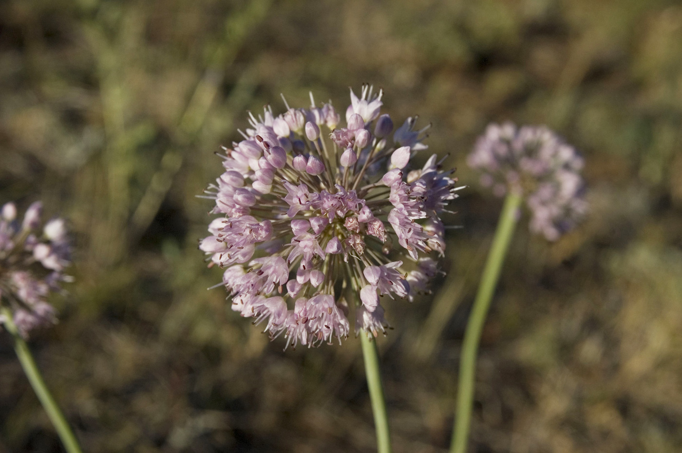 Image of Allium senescens specimen.