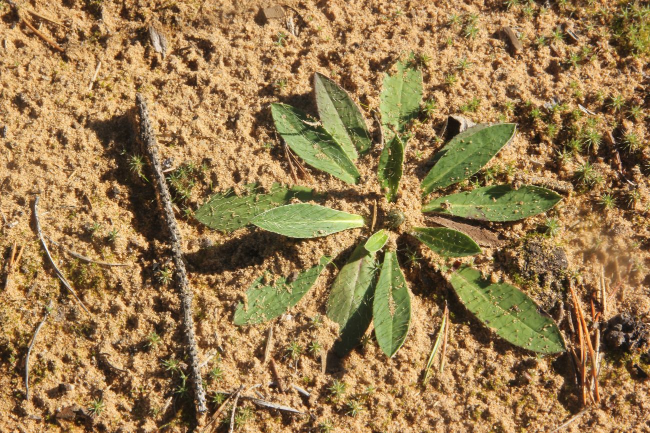 Image of genus Pilosella specimen.