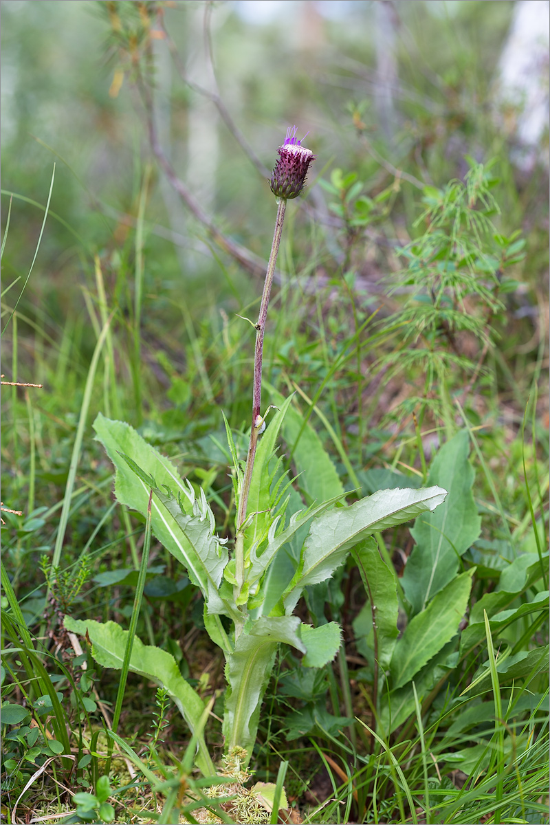 Изображение особи Cirsium heterophyllum.