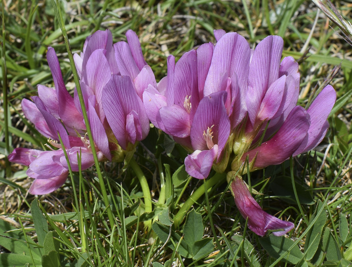 Изображение особи Trifolium alpinum.