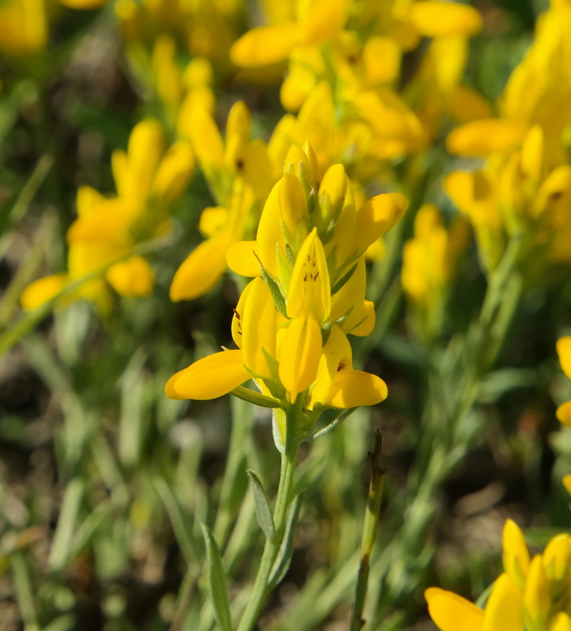 Image of Genista taurica specimen.