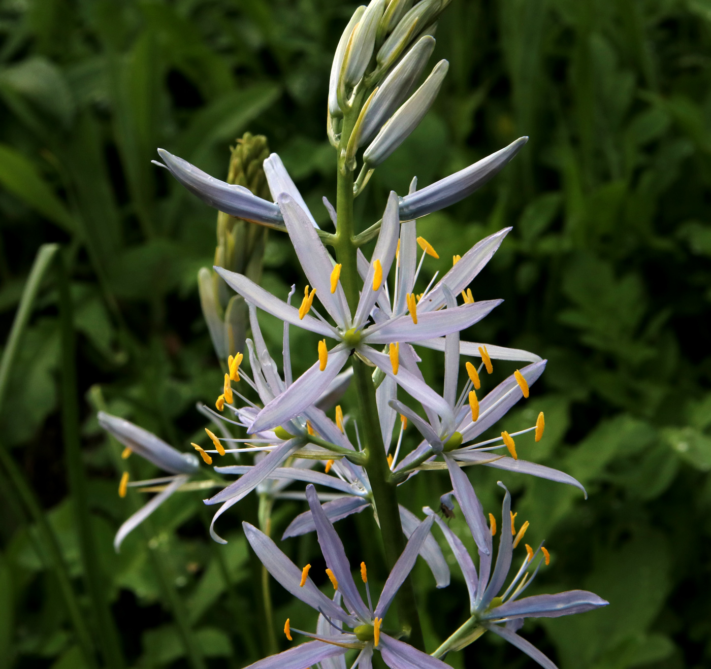 Image of Camassia quamash specimen.