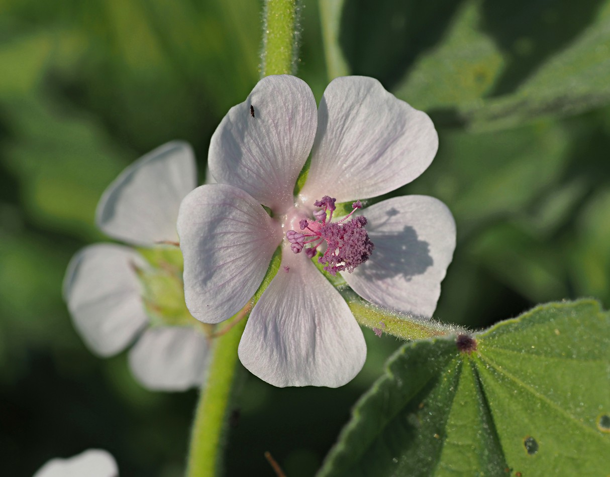 Image of Althaea officinalis specimen.