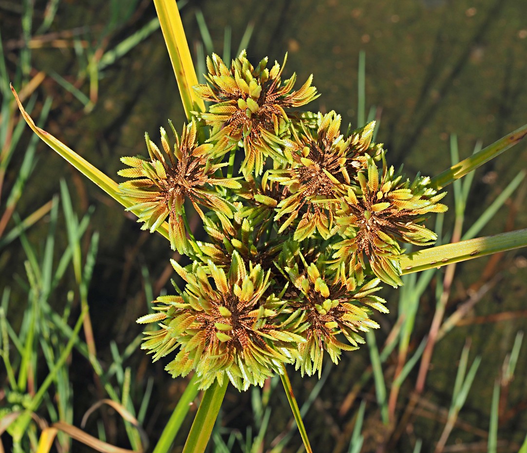 Изображение особи Cyperus eragrostis.