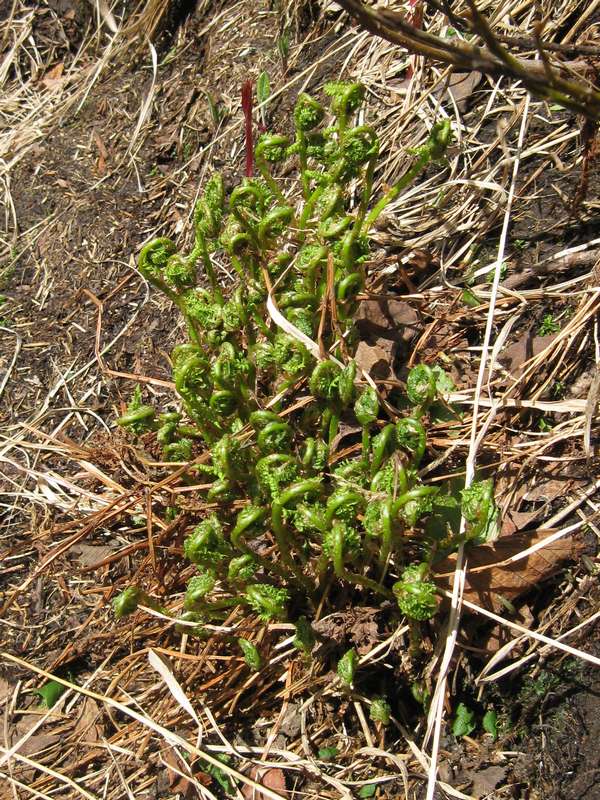 Image of Dryopteris expansa specimen.