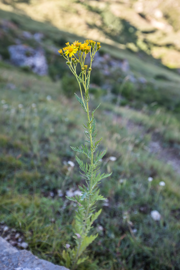 Image of genus Senecio specimen.