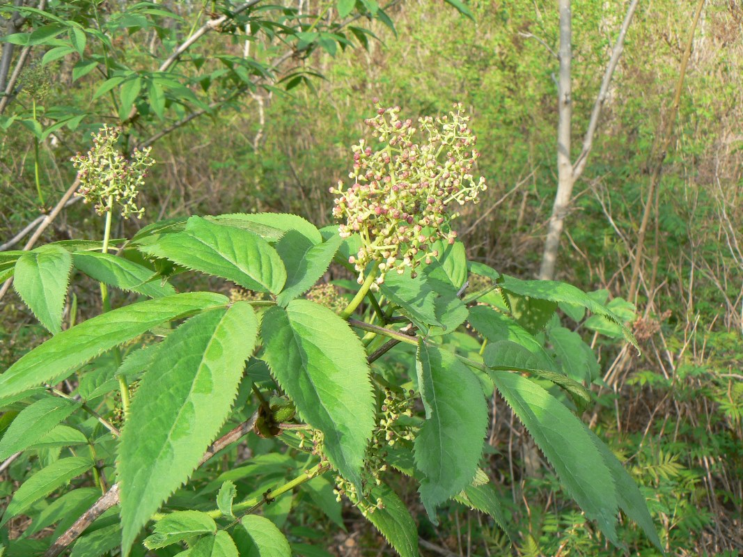 Image of Sambucus racemosa specimen.