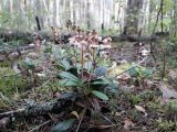 Chimaphila umbellata