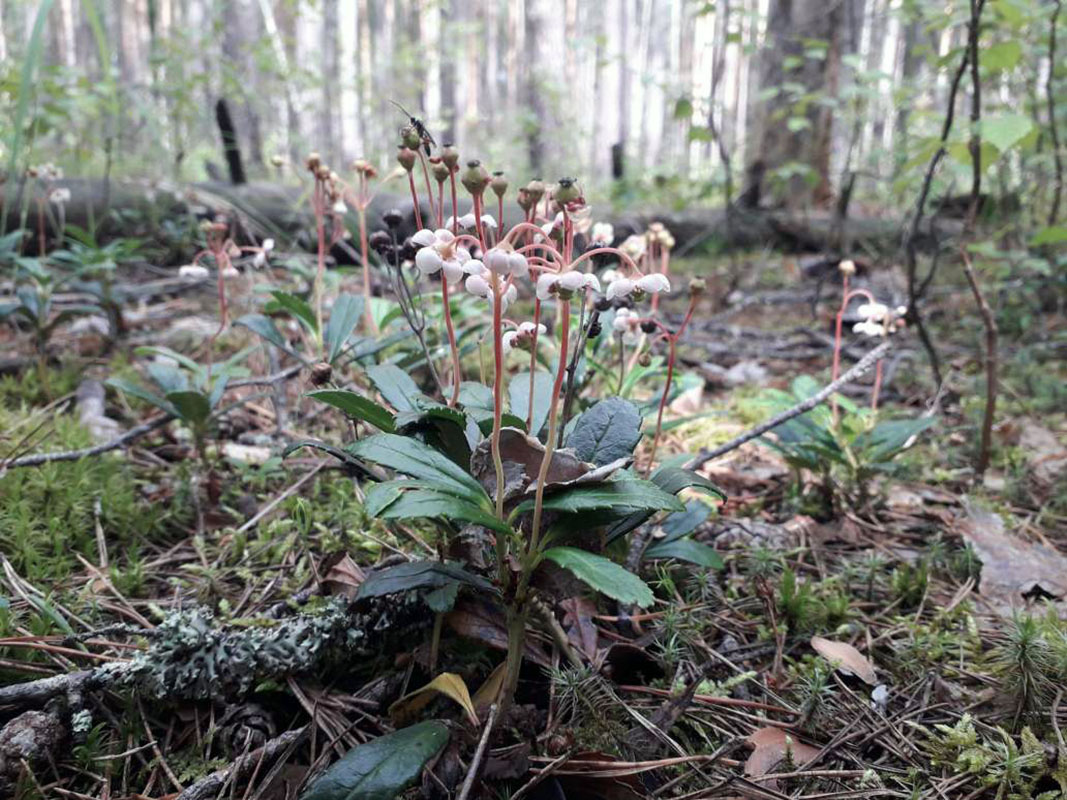 Image of Chimaphila umbellata specimen.