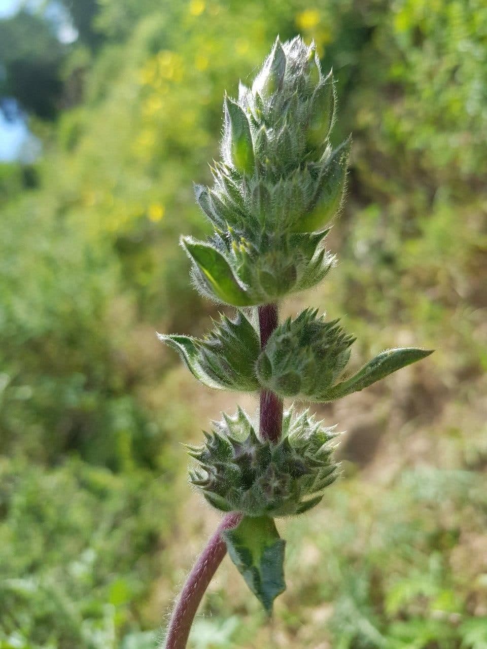 Изображение особи Phlomoides ostrowskiana.