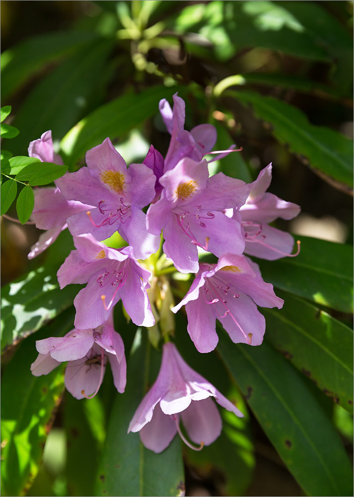 Image of Rhododendron ponticum specimen.