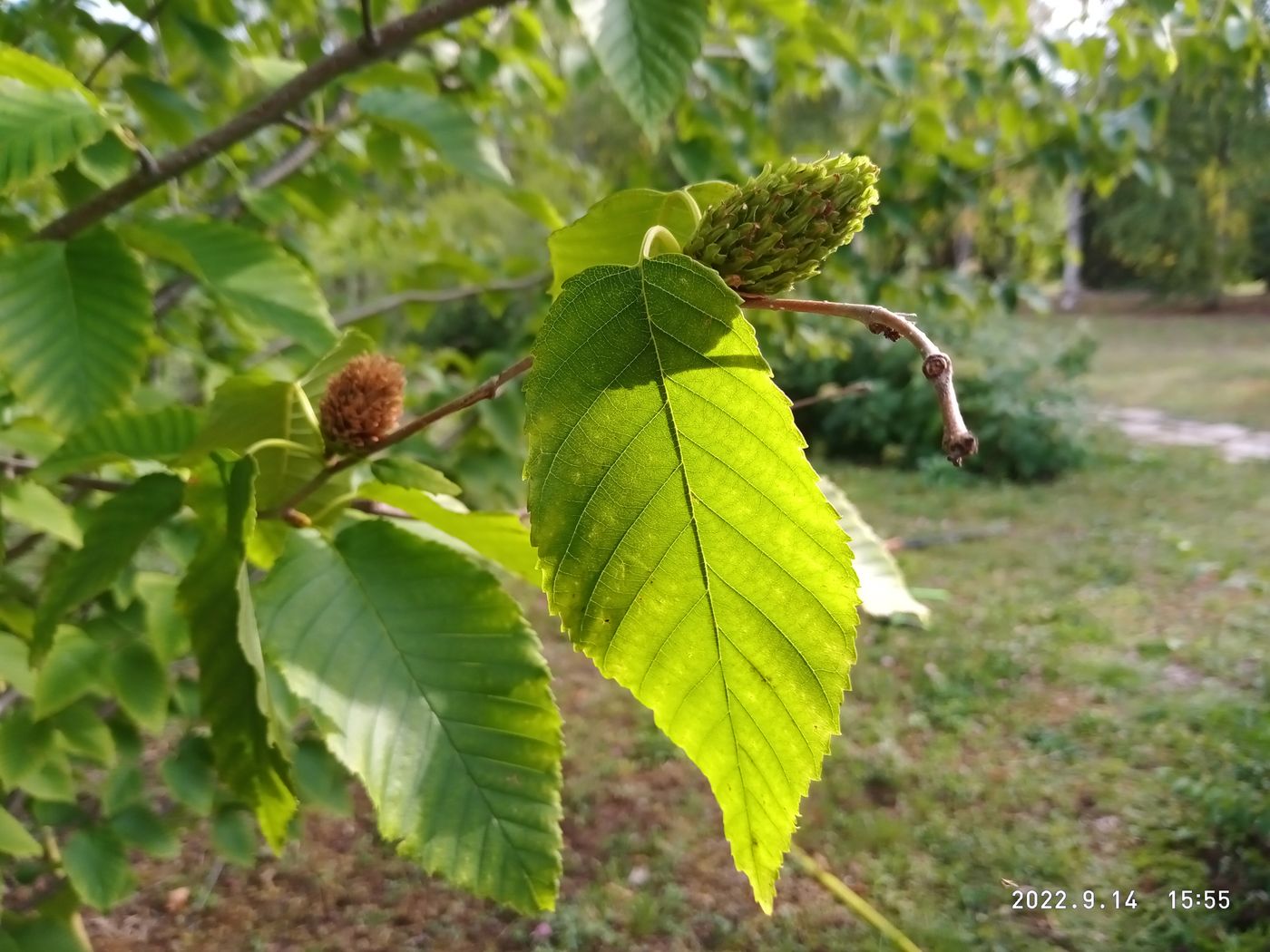 Image of Betula lenta specimen.