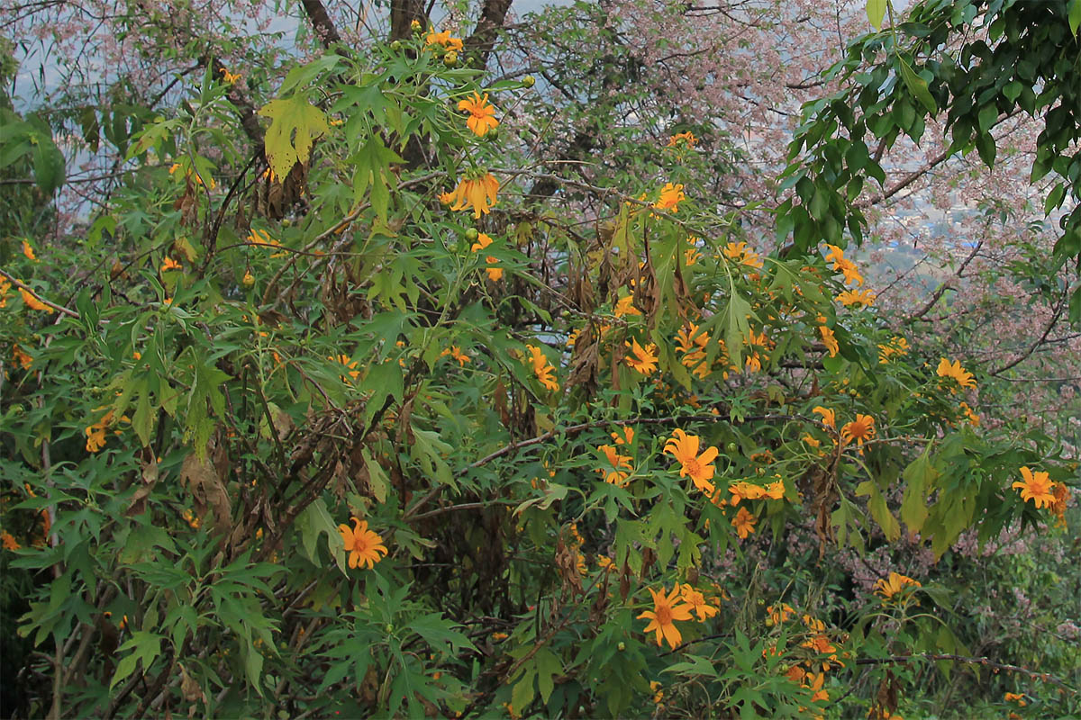 Изображение особи Tithonia diversifolia.