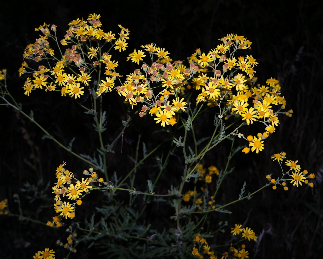 Image of genus Senecio specimen.