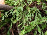 Смотреть изображение Asplenium × alternifolium