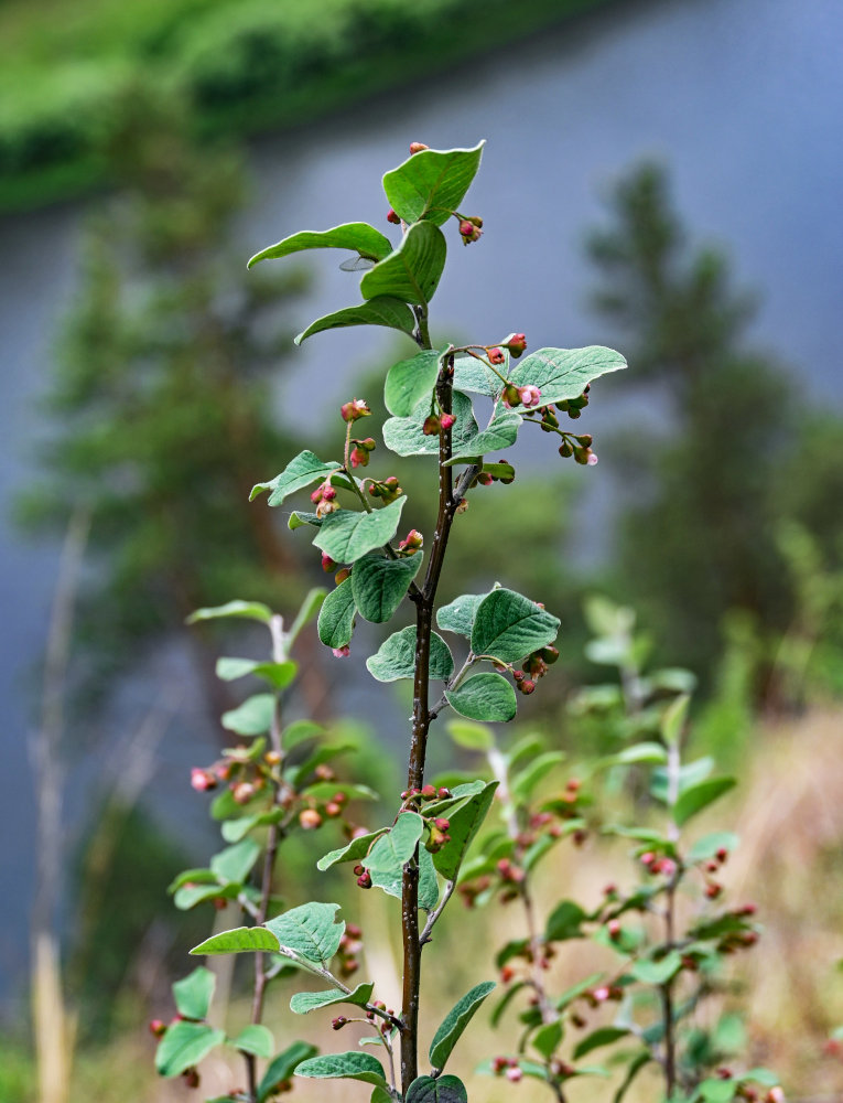 Изображение особи Cotoneaster melanocarpus.