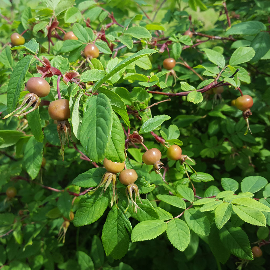 Image of genus Rosa specimen.