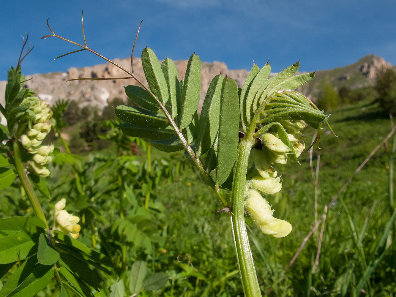 Изображение особи Vicia balansae.