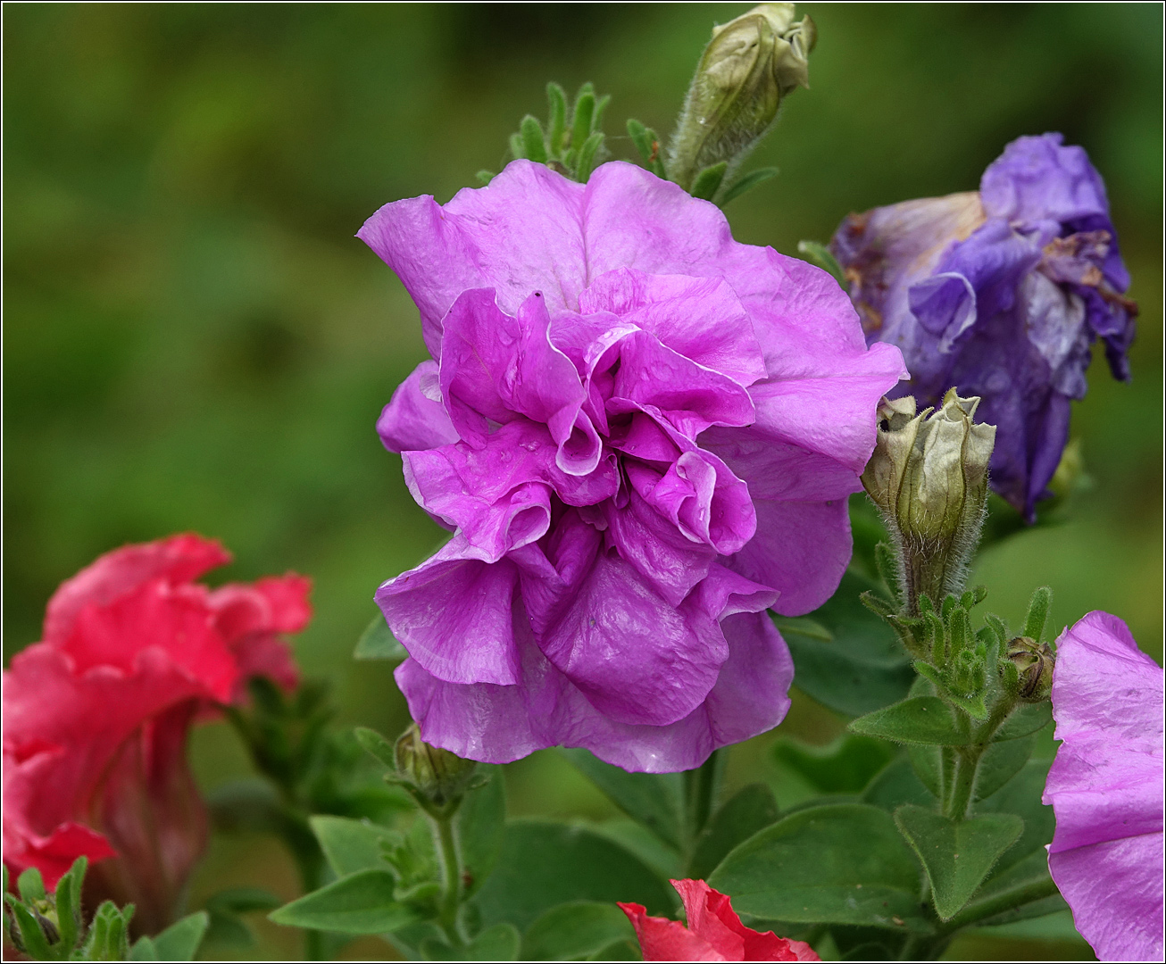 Изображение особи Petunia &times; hybrida.