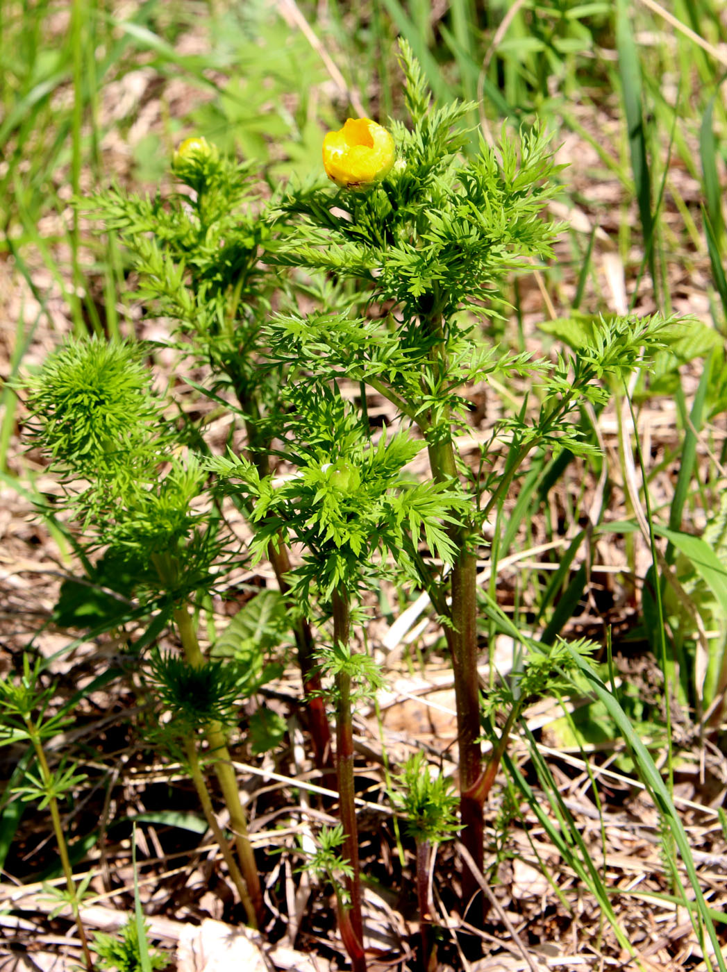 Image of Adonis apennina specimen.