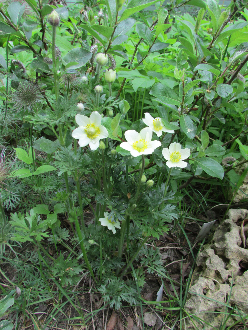 Изображение особи Anemone multifida.