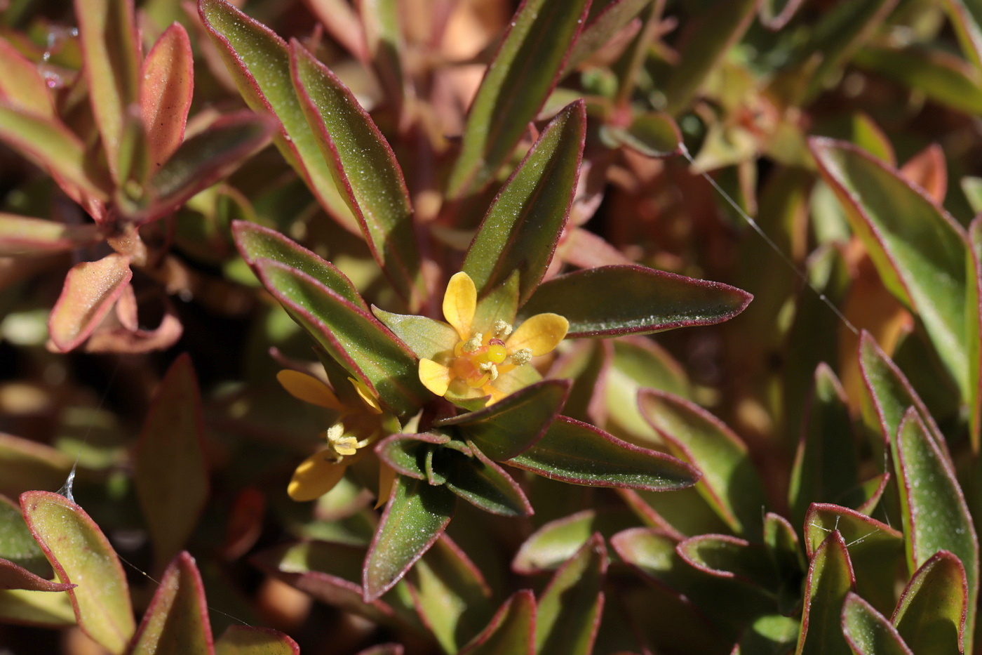 Image of Ludwigia brevipes specimen.