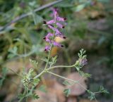 Fumaria officinalis. Верхушка цветущего растения. Татарстан, Агрызский р-н, окр. с. Красный Бор, край убранного поля. 30.09.2023.