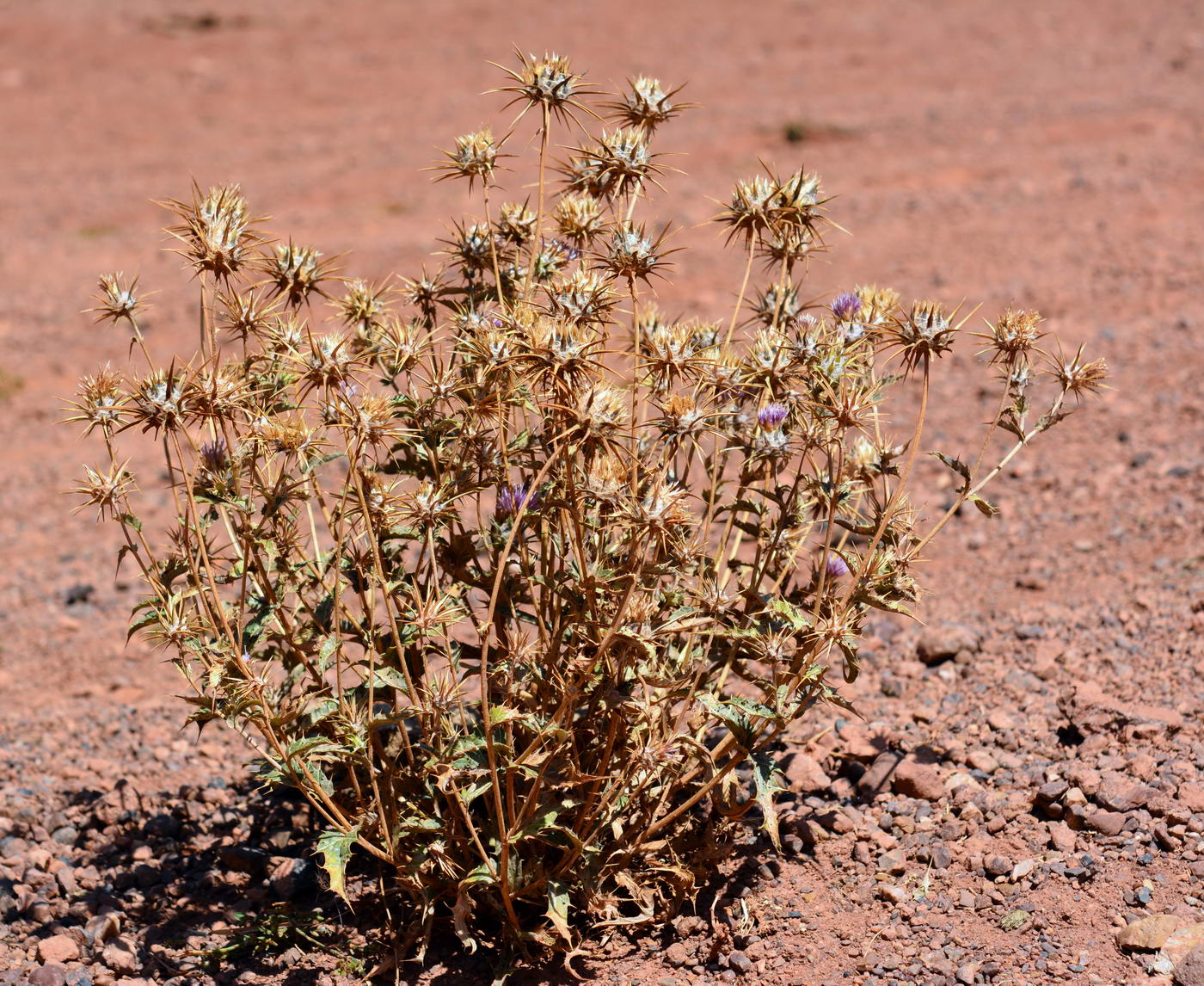 Image of genus Cousinia specimen.