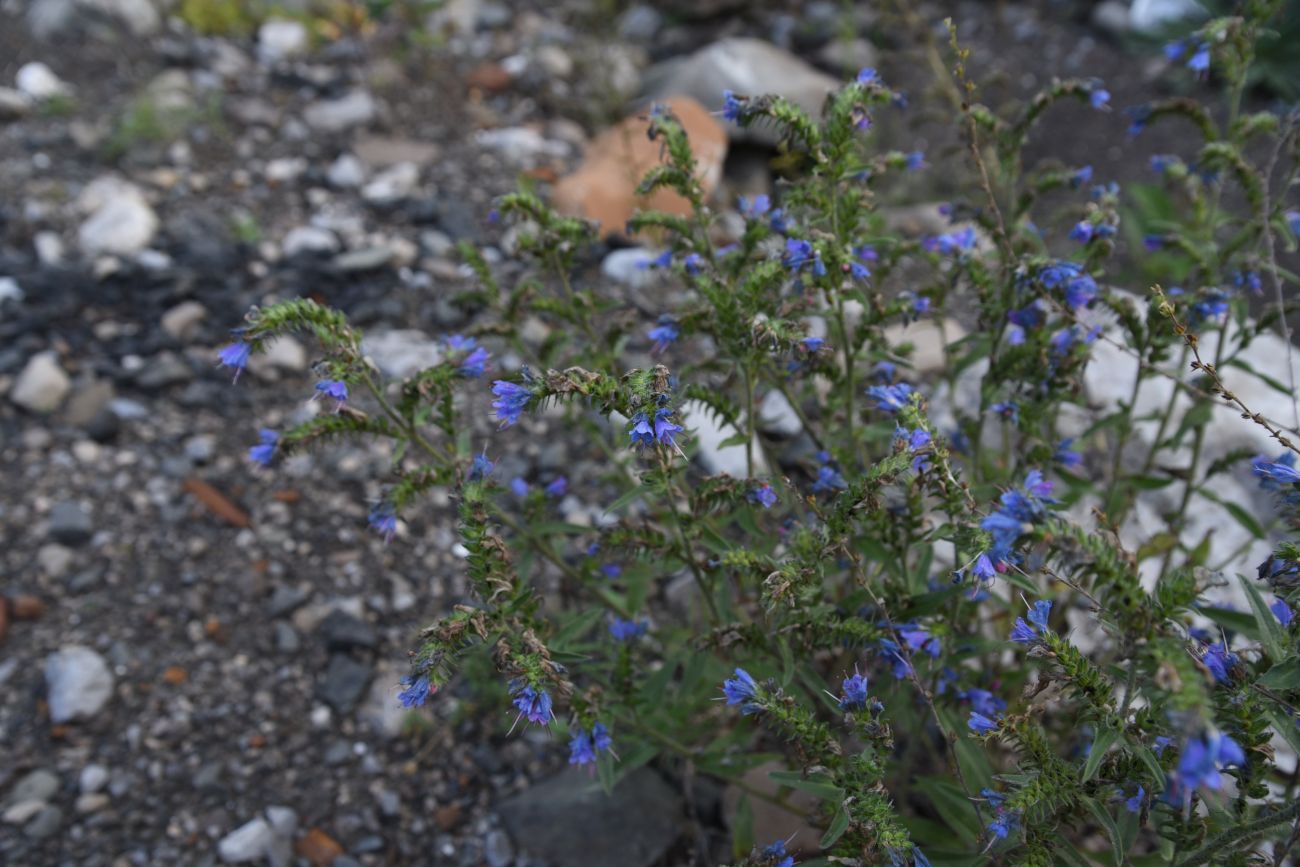 Image of Echium vulgare specimen.