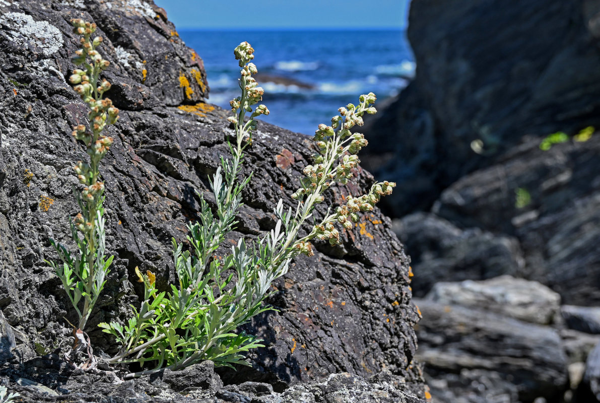 Изображение особи Artemisia stelleriana.