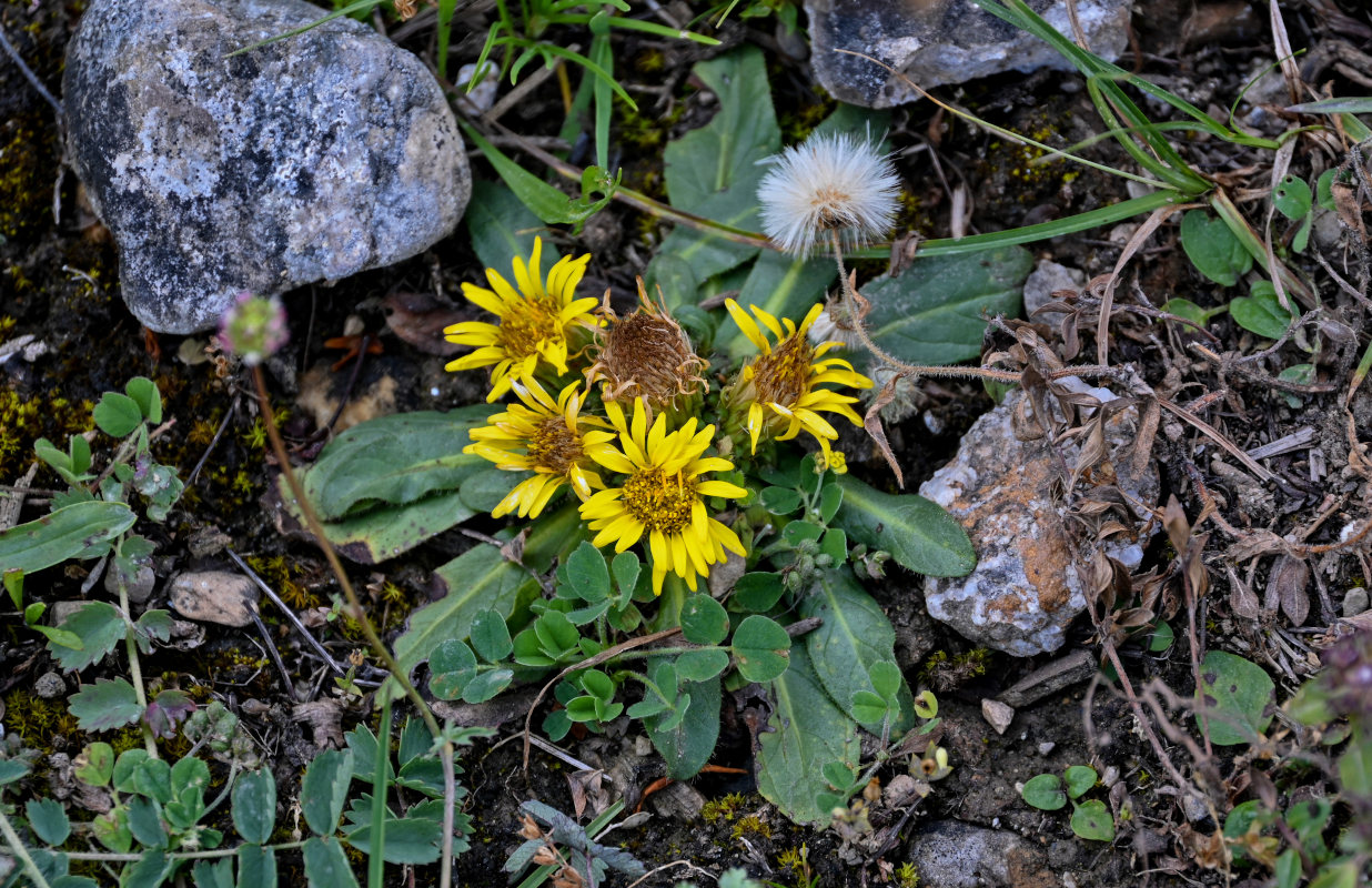 Изображение особи Inula rhizocephala.