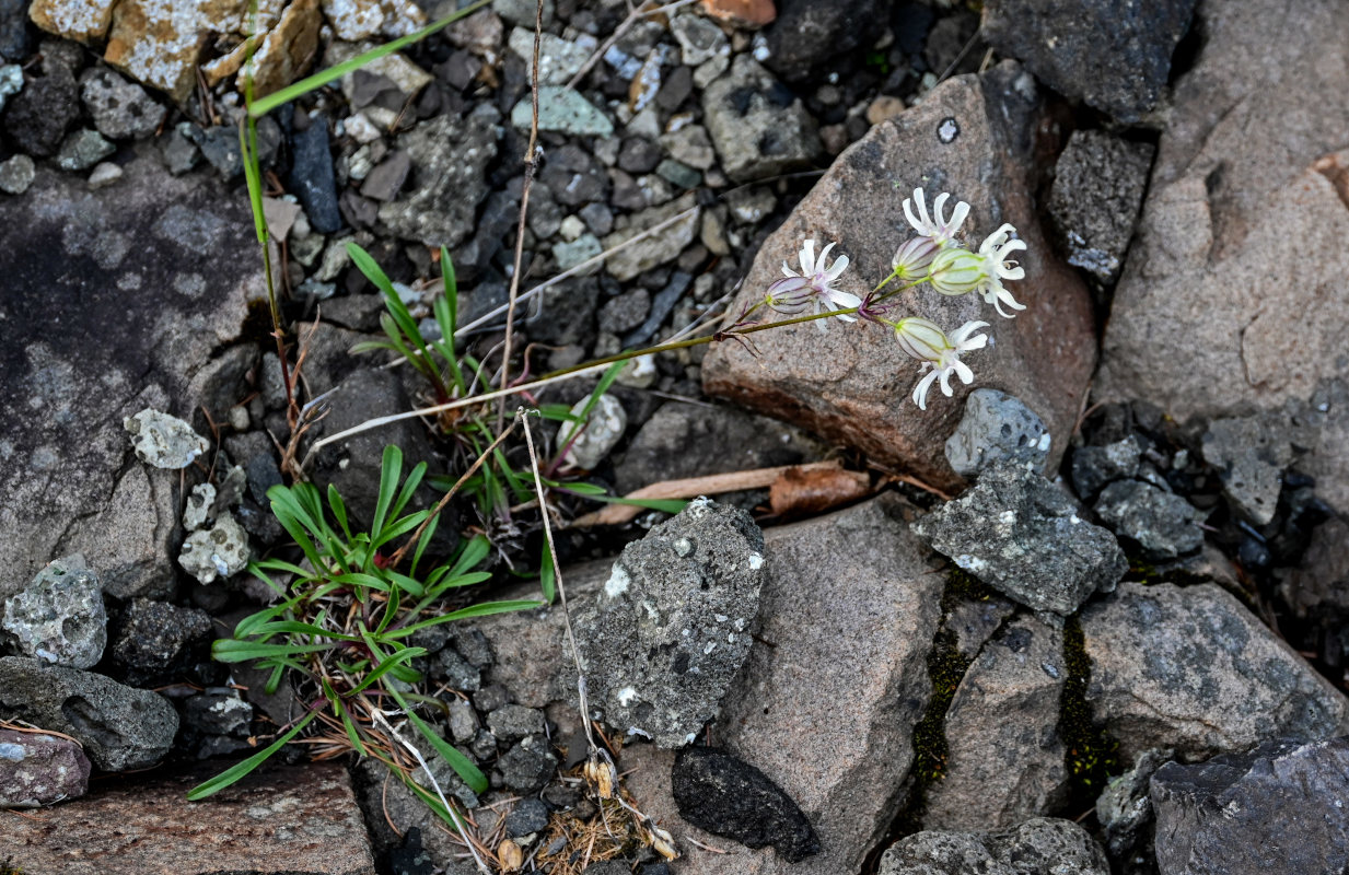 Image of Silene paucifolia specimen.