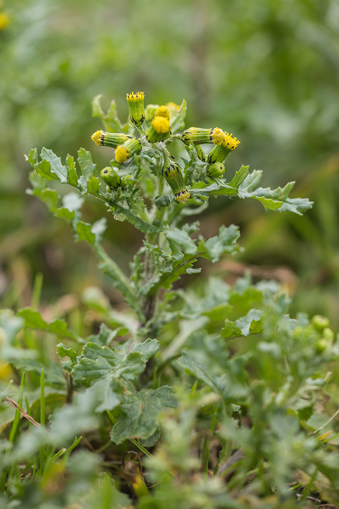 Image of Senecio vulgaris specimen.