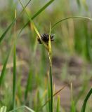 Bolboschoenus maritimus