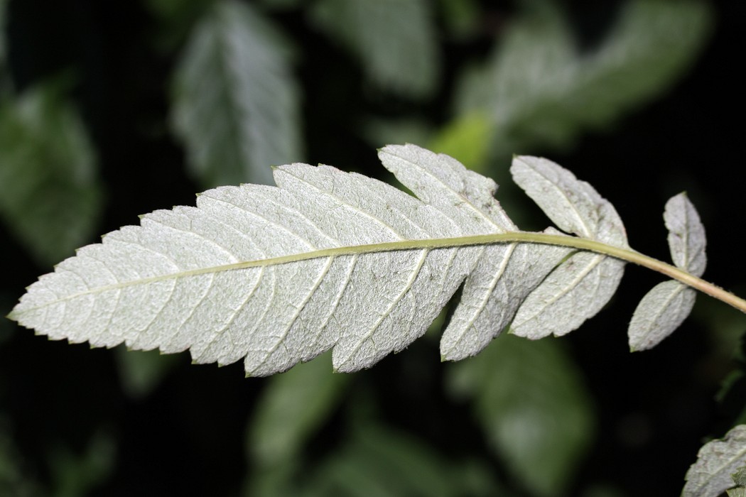 Image of Sorbus &times; thuringiaca specimen.