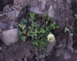 род Trifolium