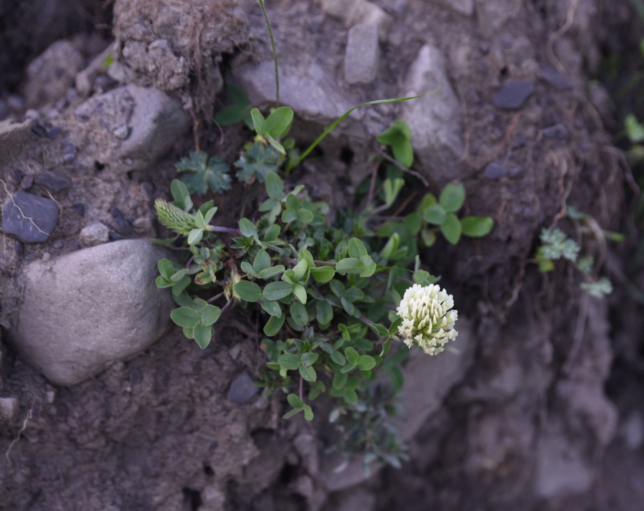 Изображение особи род Trifolium.