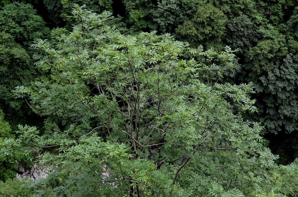 Image of genus Fraxinus specimen.