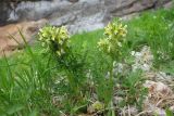 Pedicularis condensata. Цветущее растение. Адыгея, Майкопский р-н, дол. руч. Водопадистый, субальпийский пояс, на каменной россыпи. 09.06.2024.